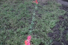 IMG_2993